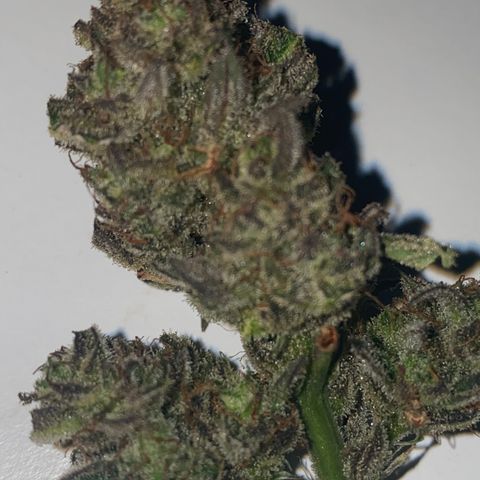 Studio 54 Stardust Auto growlog timeline photo