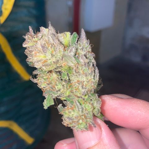 Studio 54 Stardust Auto growlog timeline photo