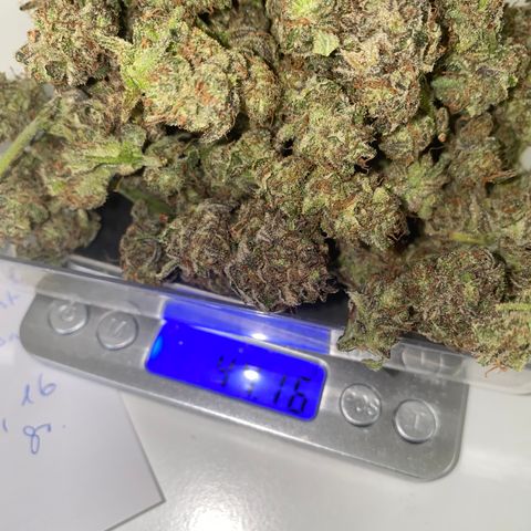 Studio 54 Stardust Auto growlog timeline photo
