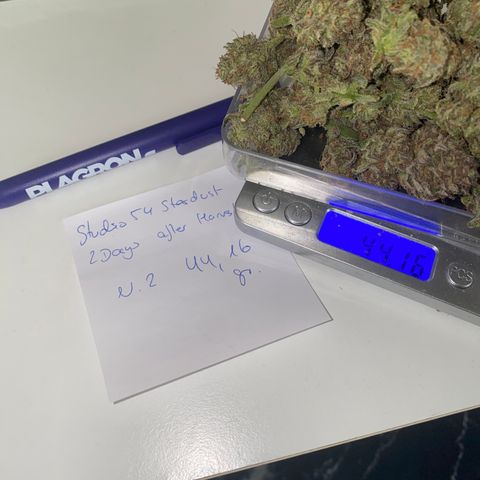 Studio 54 Stardust Auto growlog timeline photo