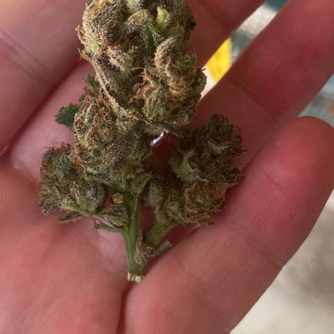 Studio 54 Stardust Auto growlog timeline photo