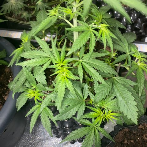 Super Boof growlog timeline photo