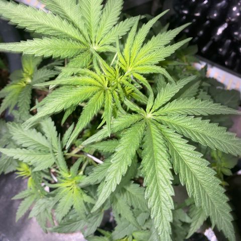 Super Boof growlog timeline photo