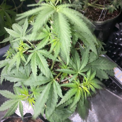 Super Boof growlog timeline photo
