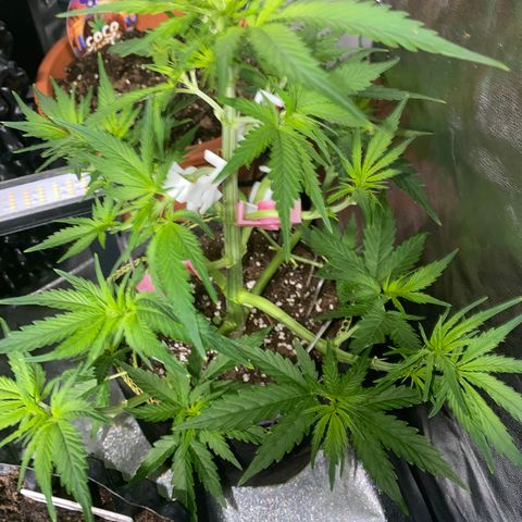 Frozen Face Auto  growlog timeline photo