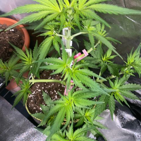 Frozen Face Auto  growlog timeline photo