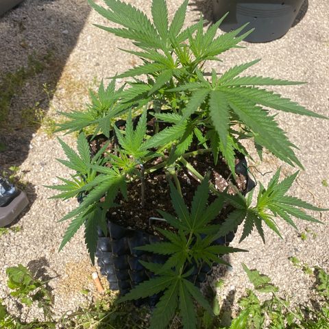 Super Boof growlog timeline photo