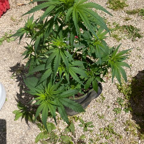 Frozen Face Auto  growlog timeline photo