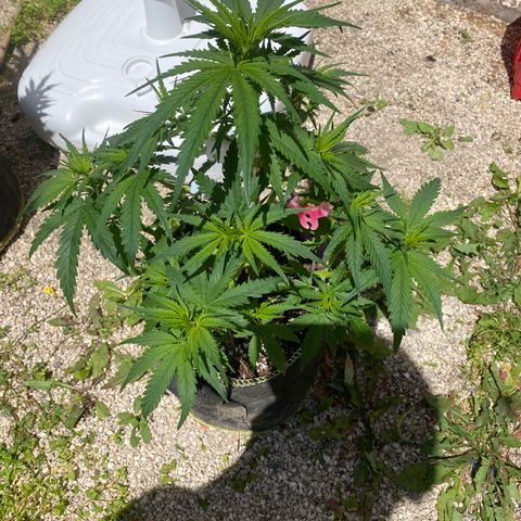 Frozen Face Auto  growlog timeline photo