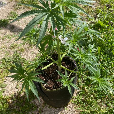 Frozen Face Auto  growlog timeline photo