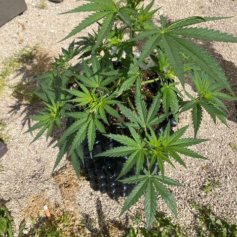Super Boof growlog timeline photo