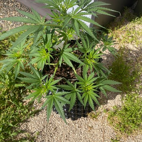 Super Boof growlog timeline photo