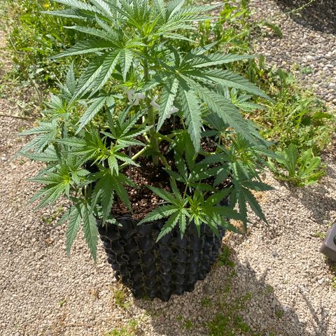 Super Boof growlog timeline photo