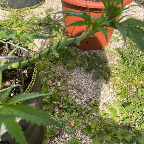 Frozen Face Auto  growlog timeline photo
