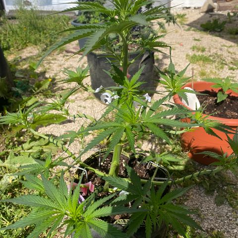 Frozen Face Auto  growlog timeline photo
