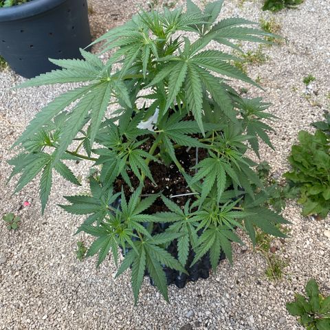 Super Boof growlog timeline photo