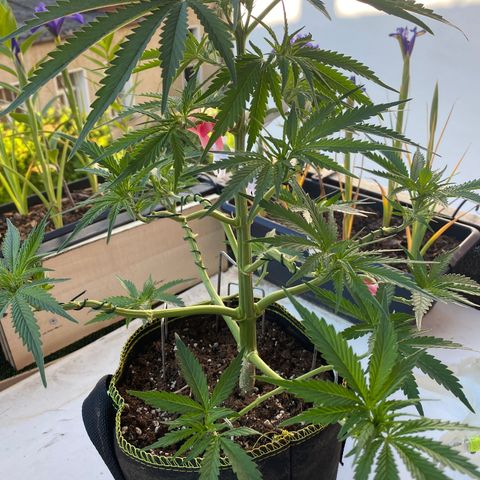 Frozen Face Auto  growlog timeline photo