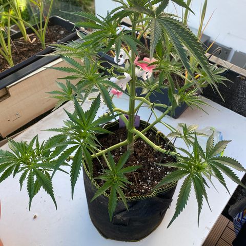 Frozen Face Auto  growlog timeline photo