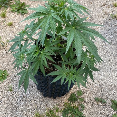 Super Boof growlog timeline photo