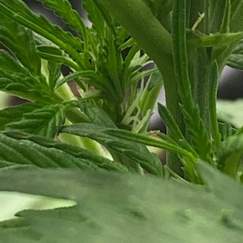 Frozen Face Auto  growlog timeline photo