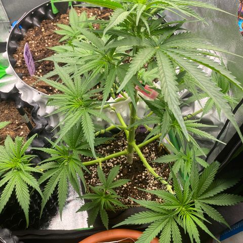 Frozen Face Auto  growlog timeline photo