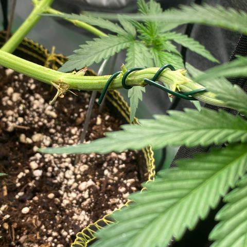 Frozen Face Auto  growlog timeline photo