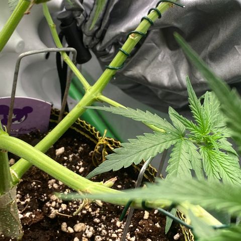 Frozen Face Auto  growlog timeline photo