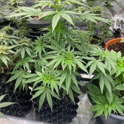 Super Boof growlog timeline photo