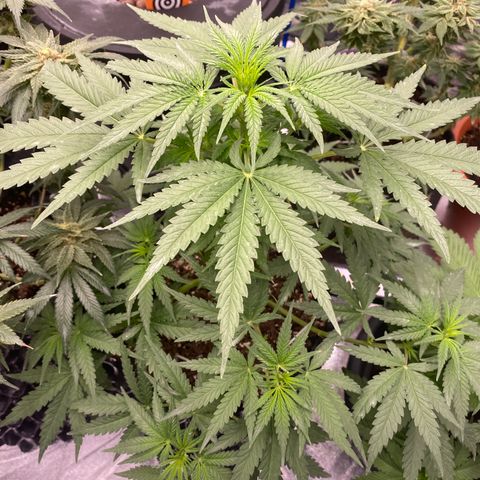 Super Boof growlog timeline photo