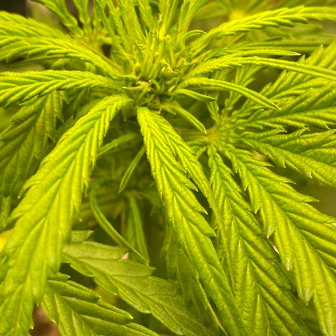 Frozen Face Auto  growlog timeline photo