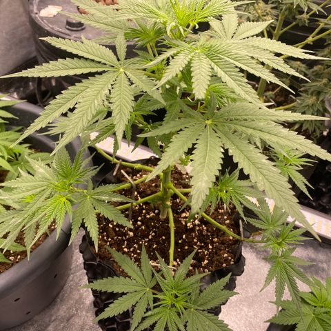 Super Boof growlog timeline photo