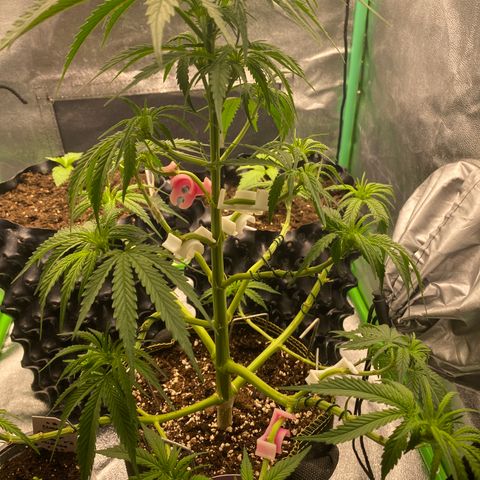 Frozen Face Auto  growlog timeline photo