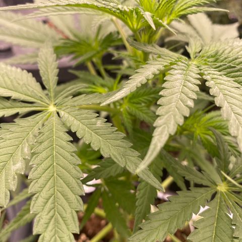 Super Boof growlog timeline photo