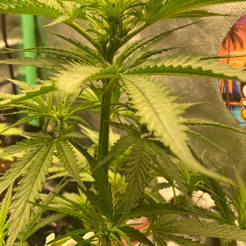 Frozen Face Auto  growlog timeline photo