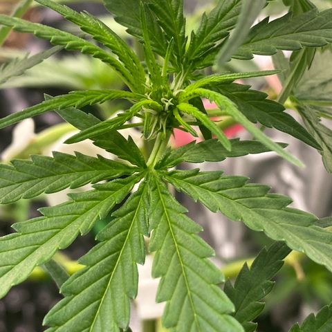 Frozen Face Auto  growlog timeline photo