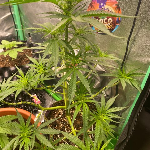 Frozen Face Auto  growlog timeline photo
