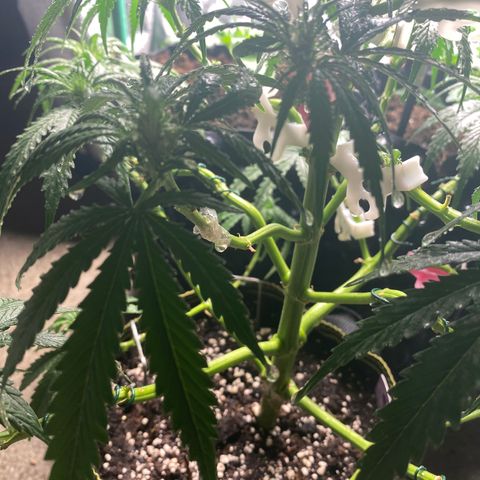Frozen Face Auto  growlog timeline photo