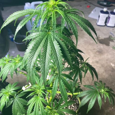 Frozen Face Auto  growlog timeline photo