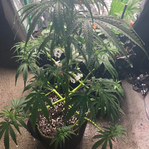 Frozen Face Auto  growlog timeline photo