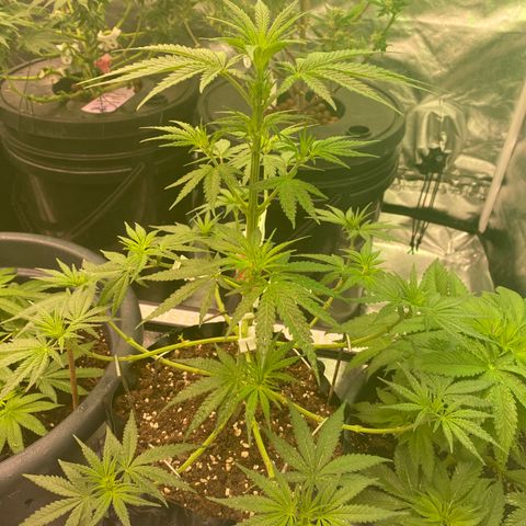 Super Boof growlog timeline photo