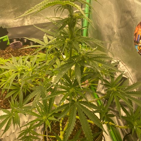 Frozen Face Auto  growlog timeline photo