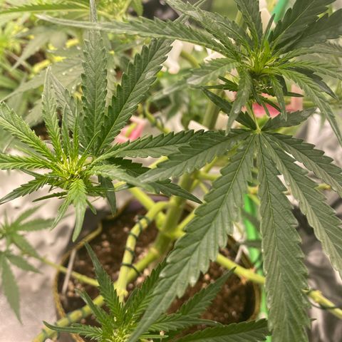 Frozen Face Auto  growlog timeline photo