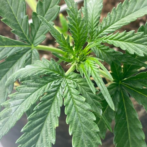 Frozen Face Auto  growlog timeline photo