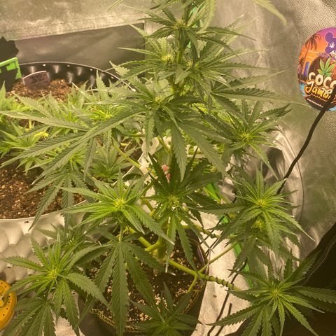Frozen Face Auto  growlog timeline photo