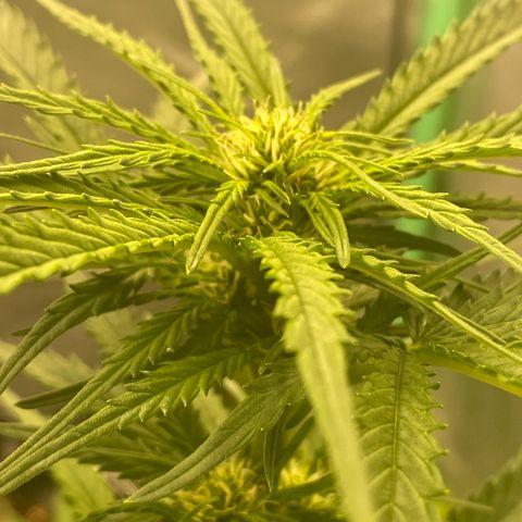 Frozen Face Auto  growlog timeline photo