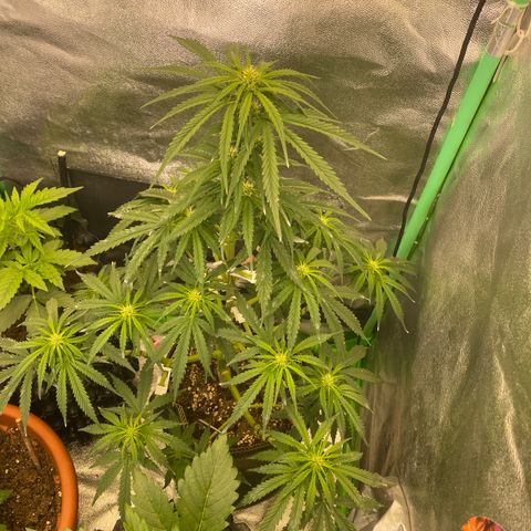 Frozen Face Auto  growlog timeline photo