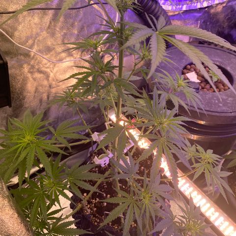 Super Boof growlog timeline photo