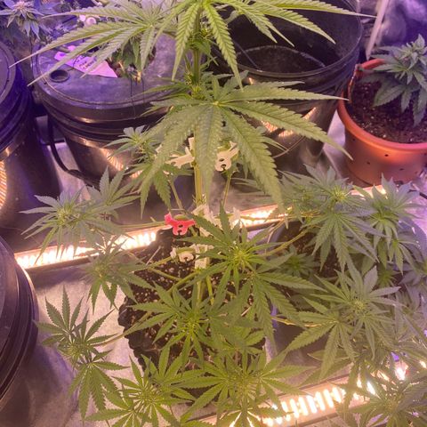 Super Boof growlog timeline photo