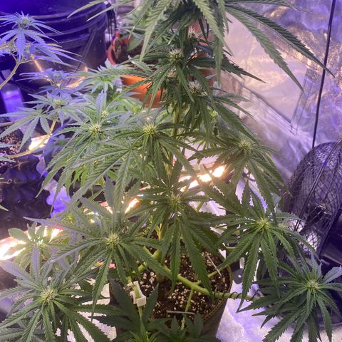 Frozen Face Auto  growlog timeline photo