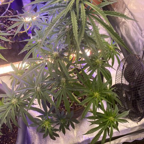 Frozen Face Auto  growlog timeline photo